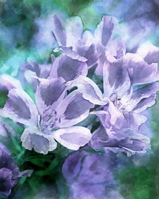 Terrys Clarkia flowers in watercolor