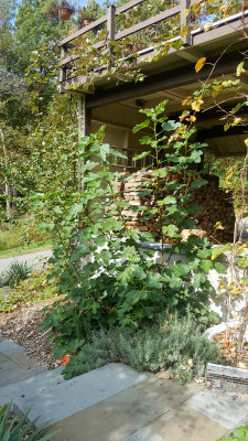 20181014_115015-edit.jpg