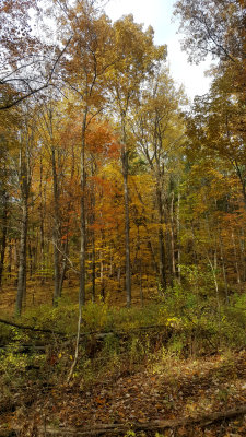 20181102_163409-edit.jpg