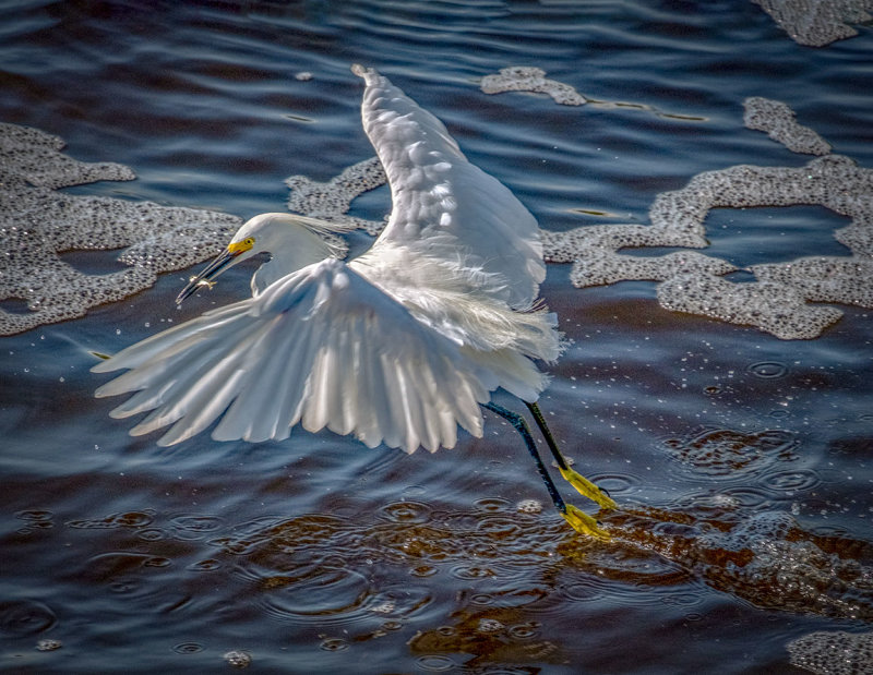 Snowy Egret