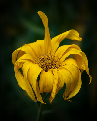 Sunflower with Attitude _3248.jpg