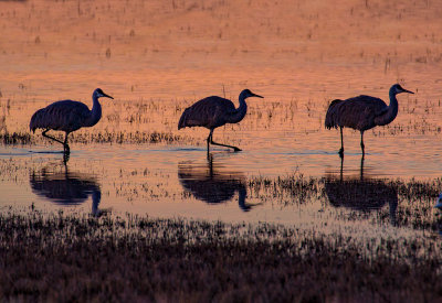 Three Amigos - Basque del Apache National Wildlife Refuge.jpg