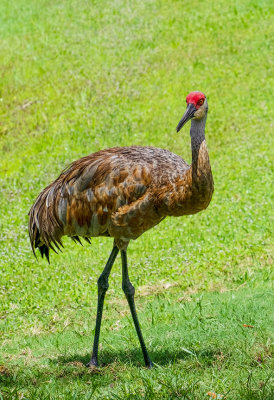 Sandhill Crane