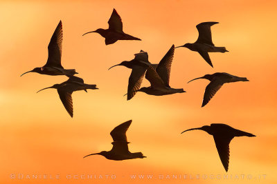 Eurasian Curlew (Numenius arquata)