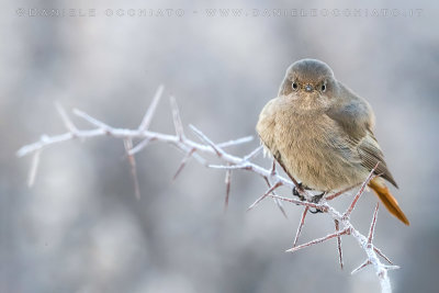 Black Redstart (Phoenicurus ochruros gibraltariensis)