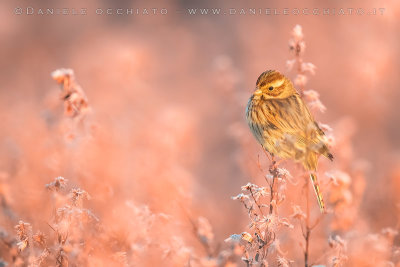 Reed Bunting (Emberiza schoeniclus)