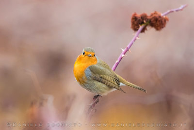 European Robin (Erithcus rubecula)