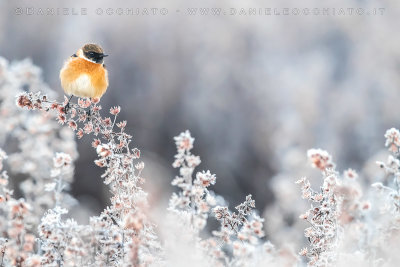 European Sonechat (Saxicola rubicola)