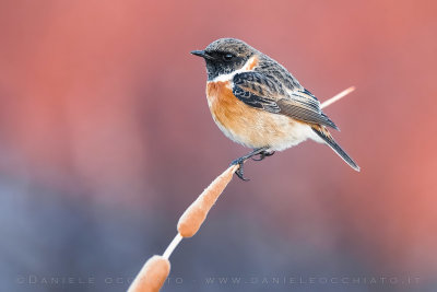 European Sonechat (Saxicola rubicola)