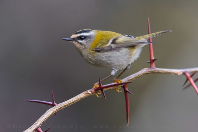 Firecrest (Regulus ignicapillus)