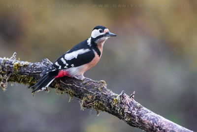 Great Spotted Woodpecker (Dendrocopos major)