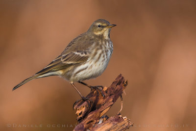 Water Pipit (Anthus spinoletta)