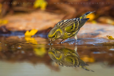 European Serin (Serinus serinus)