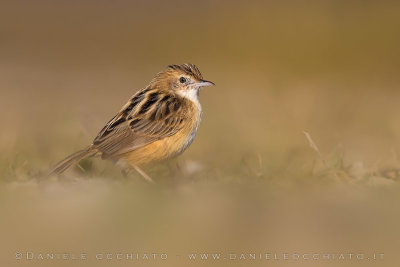 Zitting Cisticola (Cisticola juncidis)