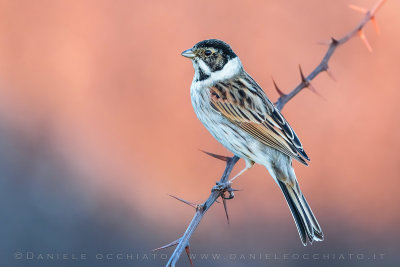 Reed Bunting (Emberiza schoeniclus)