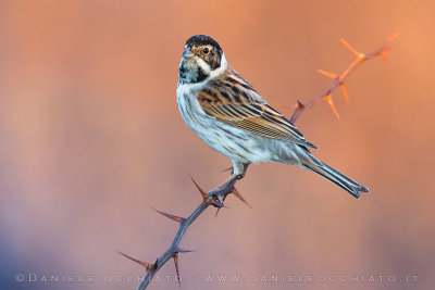 Reed Bunting (Emberiza schoeniclus)