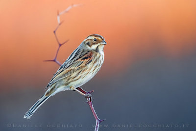 Reed Bunting (Emberiza schoeniclus)