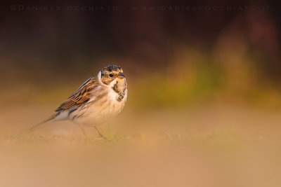 Reed Bunting (Emberiza schoeniclus)