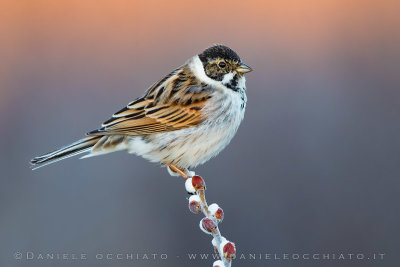 Reed Bunting (Emberiza schoeniclus)