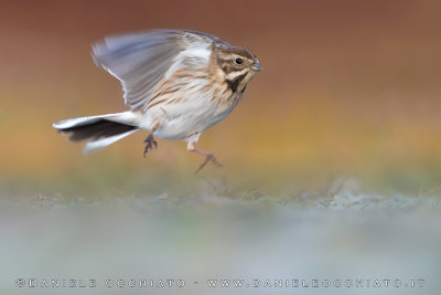 Reed Bunting (Emberiza schoeniclus)