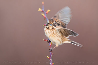 Reed Bunting (Emberiza schoeniclus)