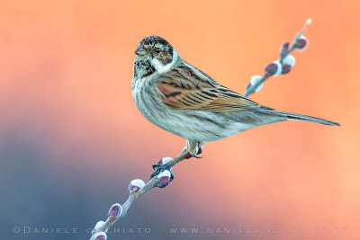 Reed Bunting (Emberiza schoeniclus)