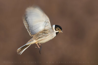 Reed Bunting (Emberiza schoeniclus)