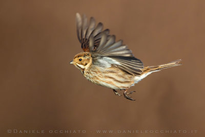 Reed Bunting (Emberiza schoeniclus)