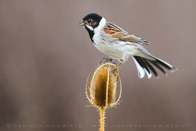 Reed Bunting (Emberiza schoeniclus)