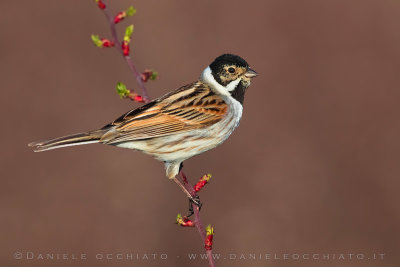 Reed Bunting (Emberiza schoeniclus)