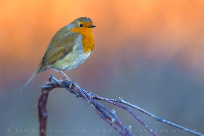 European Robin (Erithcus rubecula)