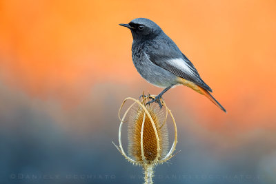 Black Redstart (Phoenicurus ochruros gibralatriensis)