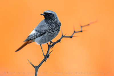 Black Redstart (Phoenicurus ochruros gibralatriensis)