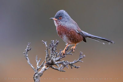 Dartford Warbler (Sylvia undata)