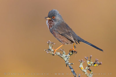 Dartford Warbler (Sylvia undata)