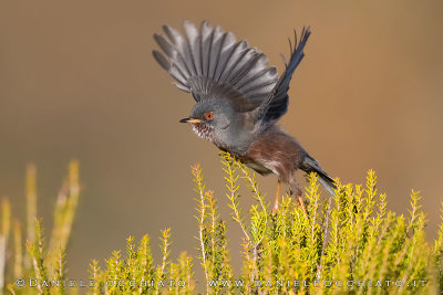 Dartford Warbler (Sylvia undata)