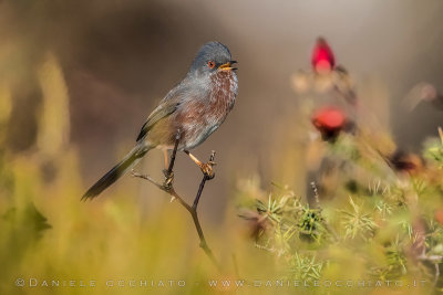 Dartford Warbler (Sylvia undata)