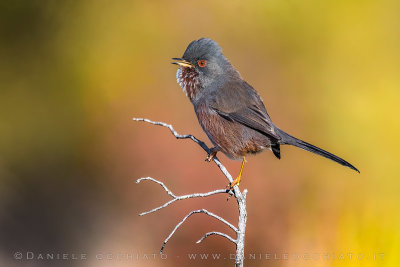 Dartford Warbler (Sylvia undata)