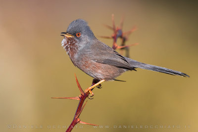 Dartford Warbler (Sylvia undata)