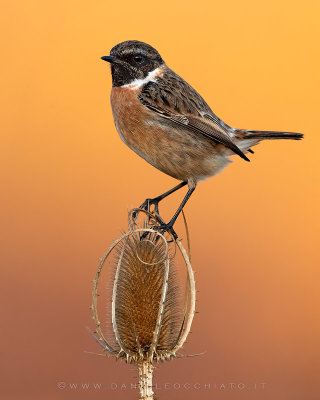 European Stonechat (Saxicola rubicola)