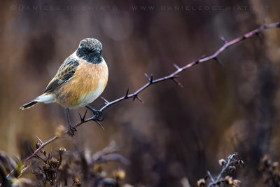 European Stonechat (Saxicola rubicola)