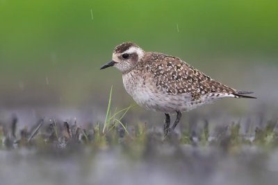 American Golden Plover (Pluvialis dominica)