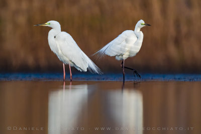 Great White Egret (Ardea alba)