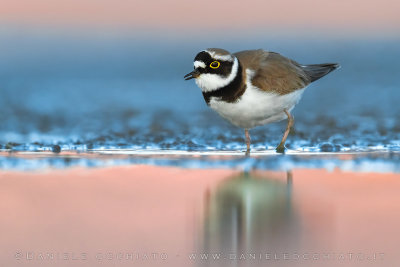 Little Ringed Plover (Charadrius dubius)