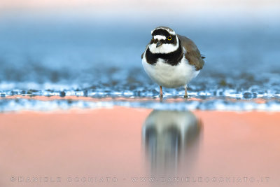 Little Ringed Plover (Charadrius dubius)