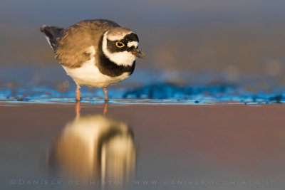 Little Ringed Plover (Charadrius dubius)