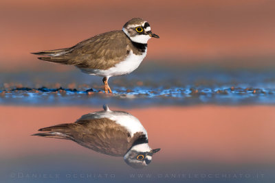 Little Ringed Plover (Charadrius dubius)