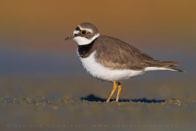 Little Ringed Plover (Charadrius dubius)