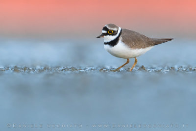 Little Ringed Plover (Corriere piccolo)