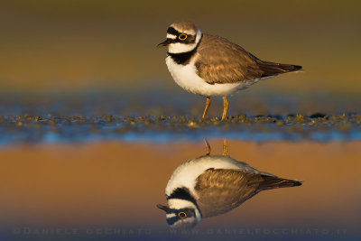 Little Ringed Plover (Charadrius dubius)